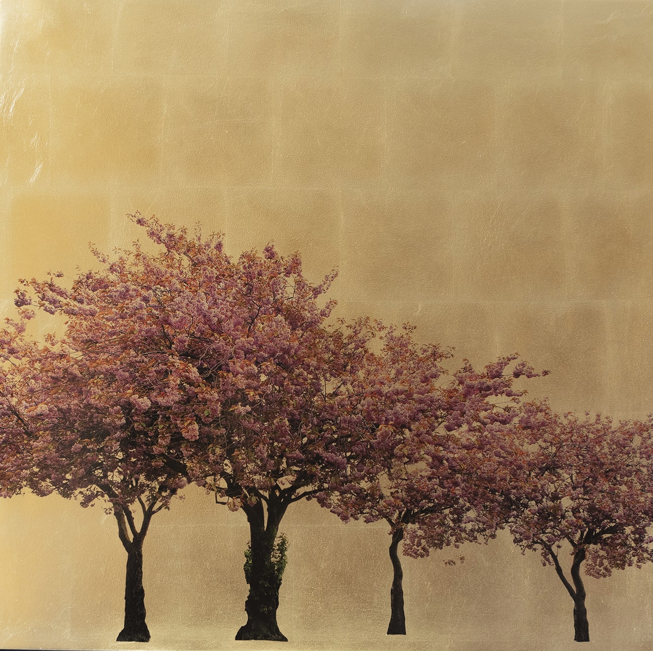 Prunus Serrulata XVII 80x80cm ┬ú980-min